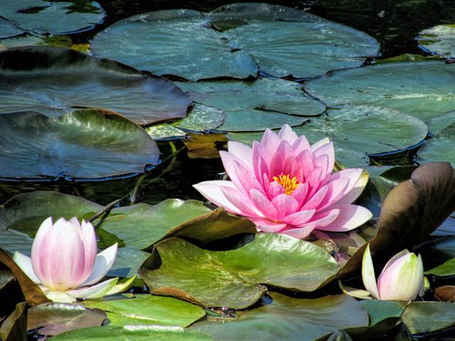 Lotus Water Lily