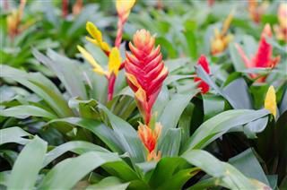 Colorful Bromeliad Flower