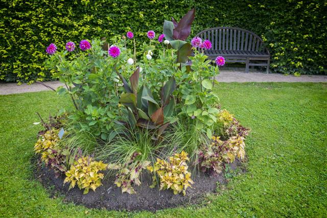 Dahlia Flowerbed Garden