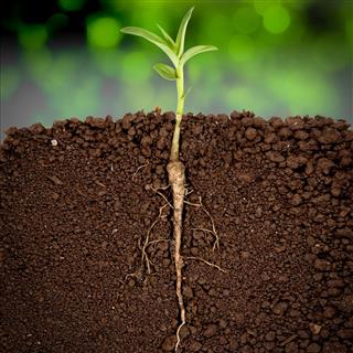 Growing plant with underground root
