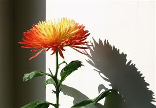 Chrysanthemum