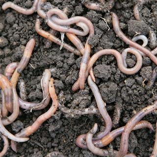 Earthworms closeup