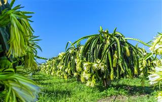 dragon fruit plants in garden
