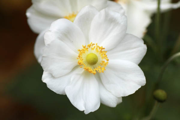 Anemone