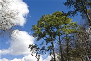 Loblolly Pines