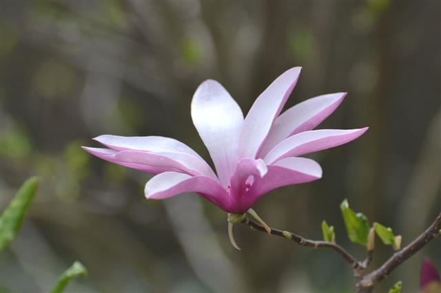 Magnolia Bloom