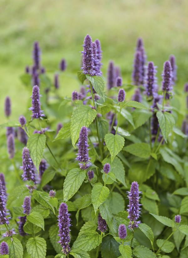 Anise Hyssop