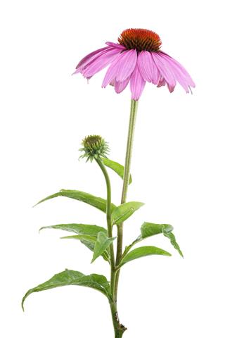 Purple Coneflower Isolated On White