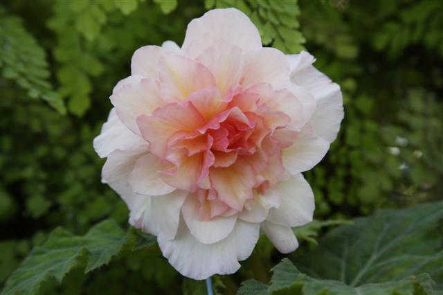 Begonia
