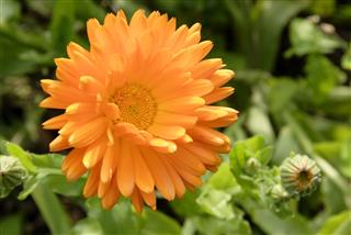 Calendula