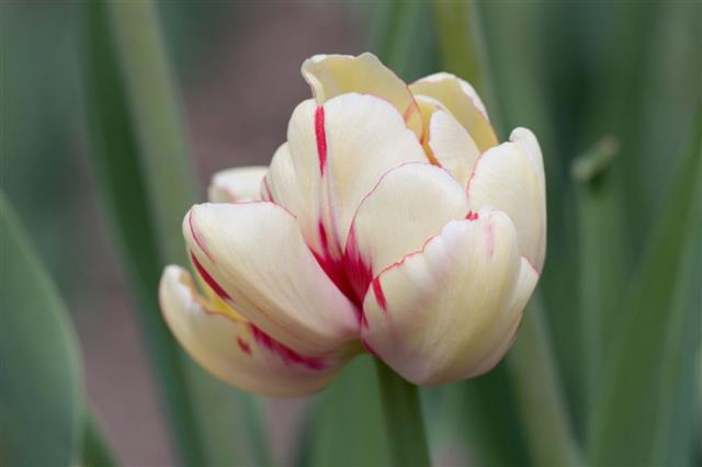 Tulip Magic
