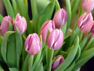 Fresh Bunch Of Tulips