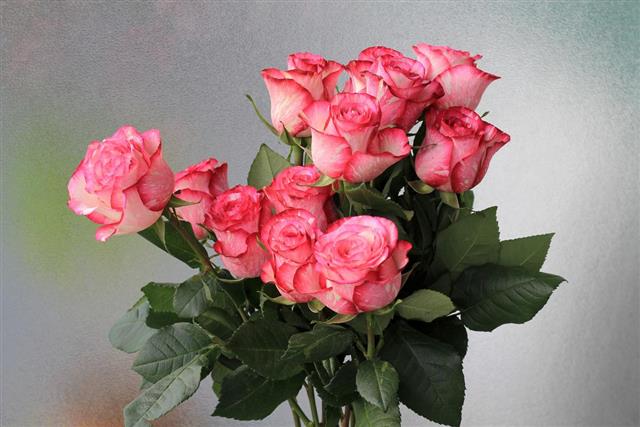 Bunch of Pink Roses