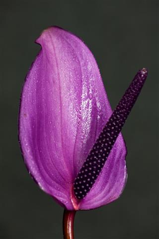 Peace Lily