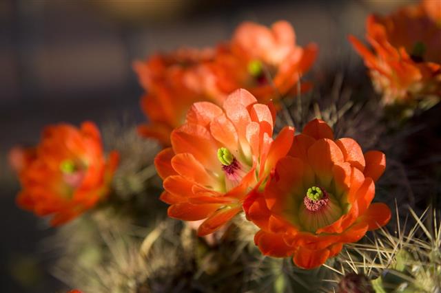 Orange Hedgehog Cactus Flowers