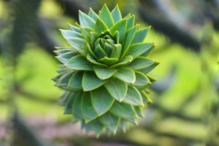 Monkey Puzzle Tree Foliage