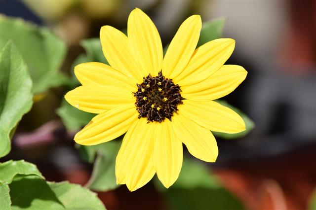 Tickseed Flower
