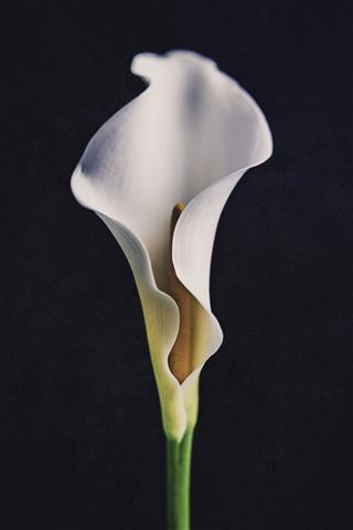 Calla Lily Bloom Shot