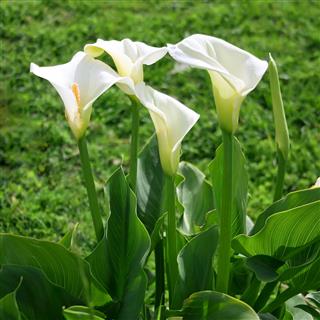 Calla Lily Also Called Arum Lilies