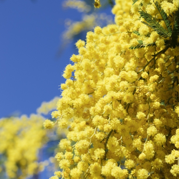 Mimosa