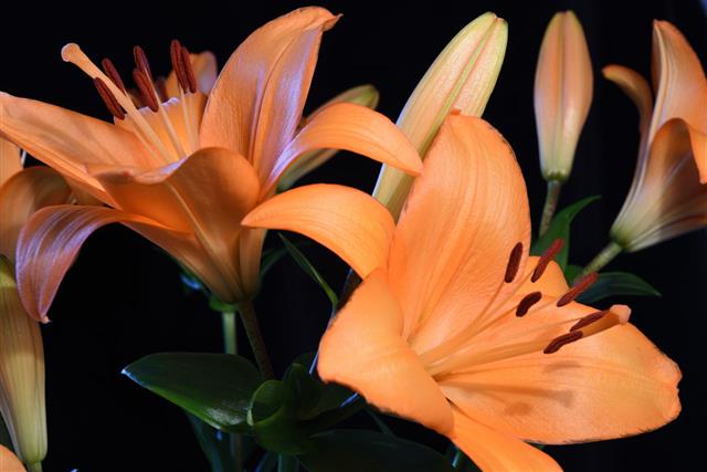 Tiger Lily