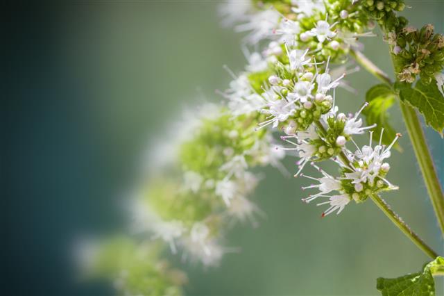 Mint Plant White Flower Blossoming