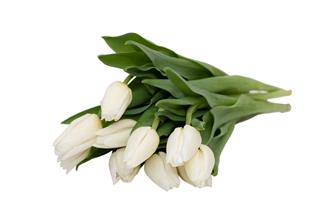 White Tulips