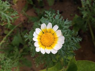 Chamomile