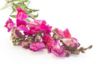 Pink Snapdragon