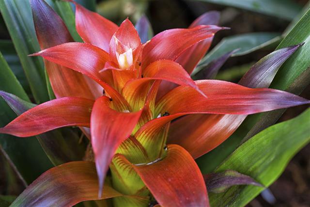 Bromeliad Plant