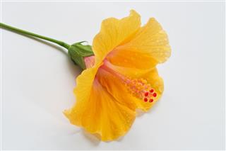Yellow Hibiscus Flower