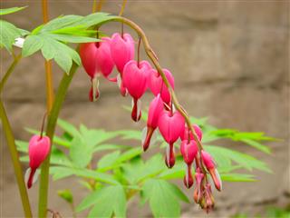 Bleeding Heart Flowers