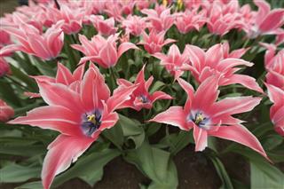 Flower Bed Of Red Tulips
