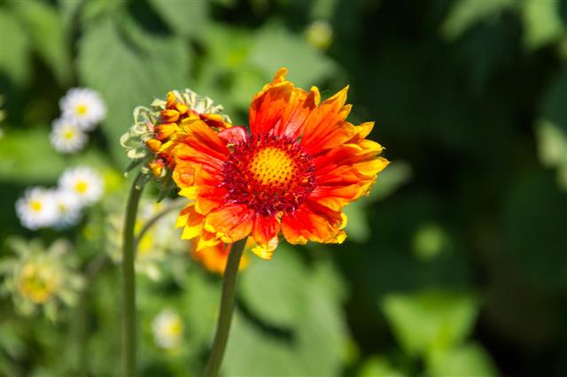 Gaillardia On Meadow