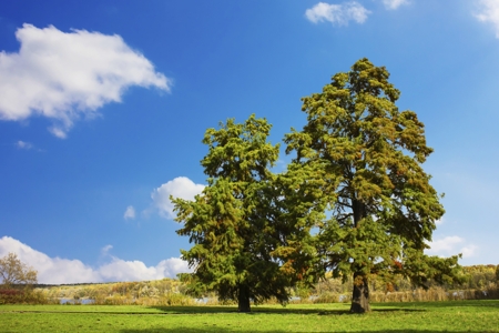 Cypress Tree