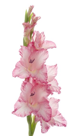 Gladiolus