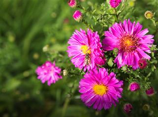 Autumn Background With Alpine Aster