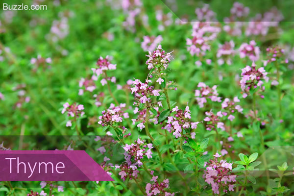 Thyme