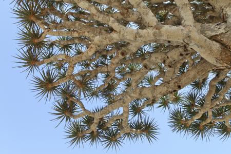 Leaves of Dragon's Blood Trees