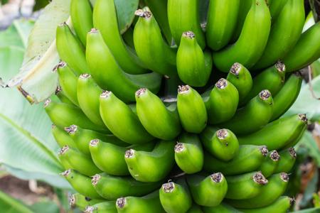 bunch of green bananas