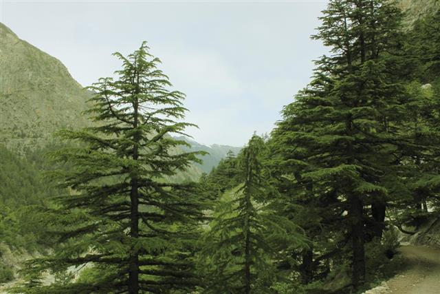 The Himalayas