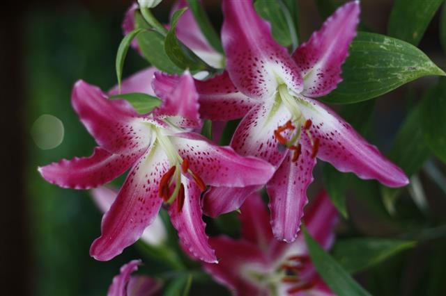 Stargazer Lily