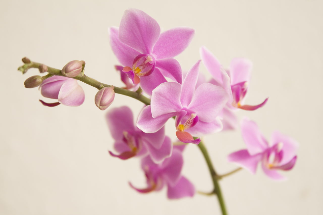 Orchid