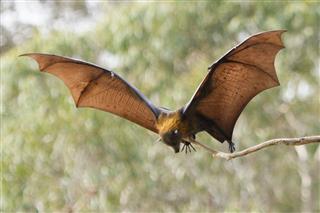 bat