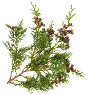 Cedar Leaves