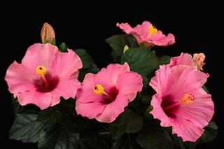Hibiscus Long Life
