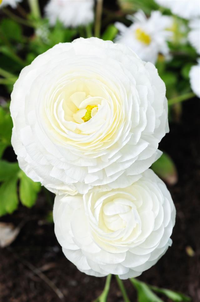 Ranunculus Flower