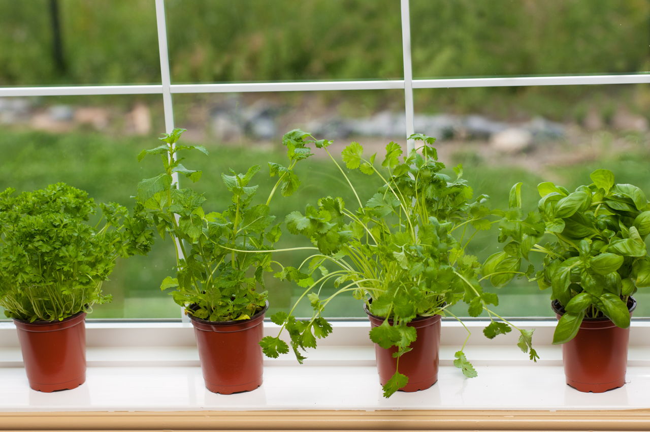 Indoor Herbs Garden