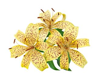Tiger Lily Flowers
