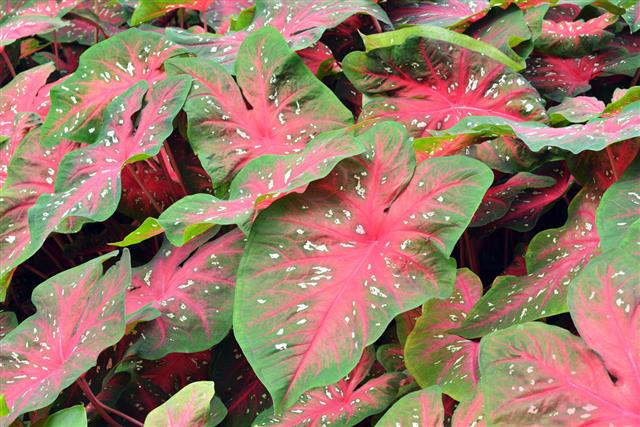 Caladium